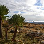 Giant lobelia in Bale Mountains National Park Ethiopia