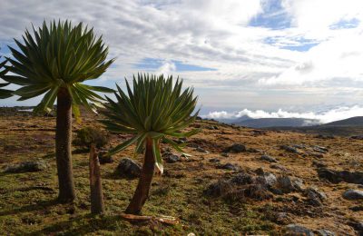 Giant lobelia in Bale Mountains National Park Ethiopia